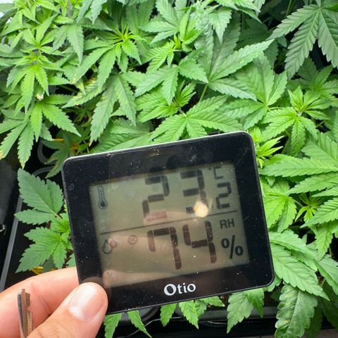 Purple Cookie Kush  growlog timeline photo