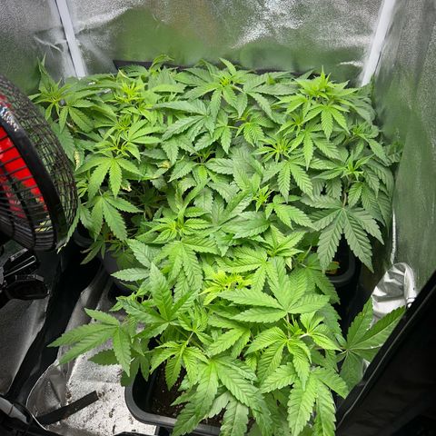 Purple Cookie Kush  growlog timeline photo