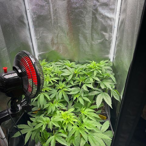 Purple Cookie Kush  growlog timeline photo