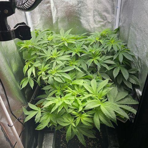 Purple Cookie Kush  growlog timeline photo
