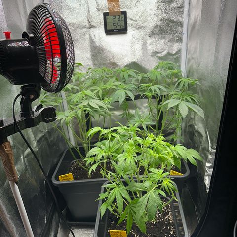 Purple Cookie Kush  growlog timeline photo