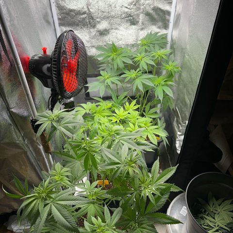 Purple Cookie Kush  growlog timeline photo