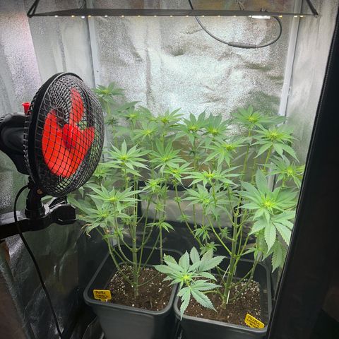 Purple Cookie Kush  growlog timeline photo