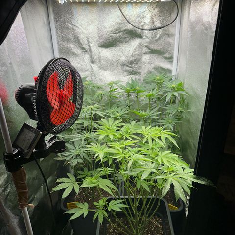Purple Cookie Kush  growlog timeline photo