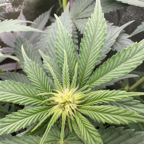 Purple Cookie Kush  growlog timeline photo
