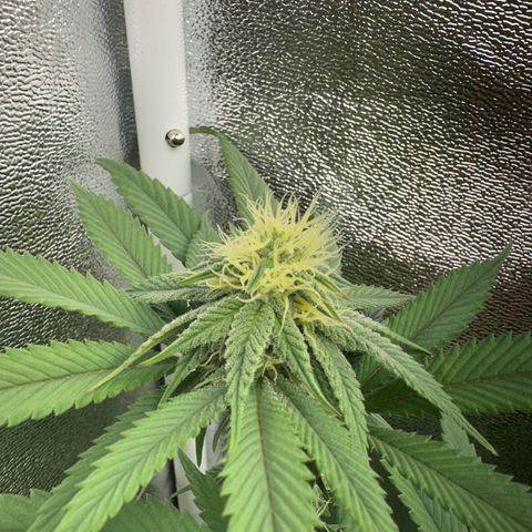 Purple Cookie Kush  growlog timeline photo