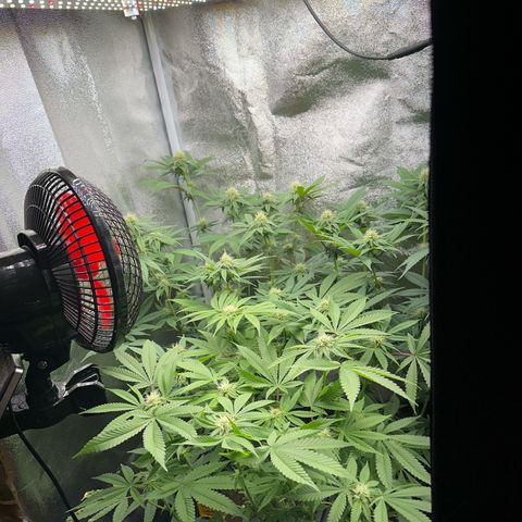 Purple Cookie Kush  growlog timeline photo
