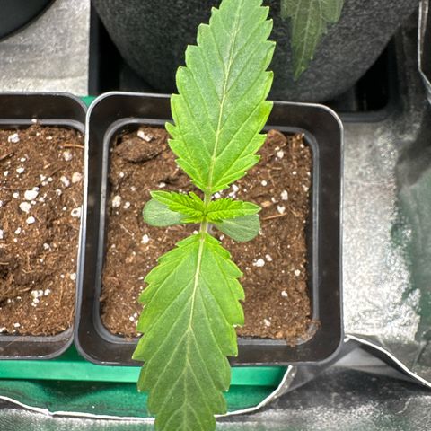 Special Queen 1  #3 growlog timeline photo