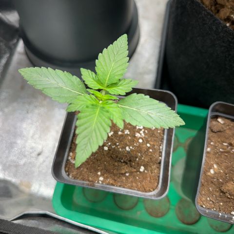 Special Queen 1  #3 growlog timeline photo