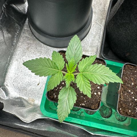 Special Queen 1  #3 growlog timeline photo