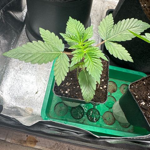 Special Queen 1  #3 growlog timeline photo