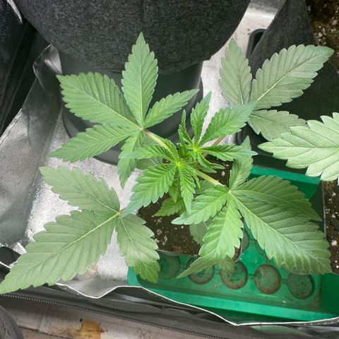 Special Queen 1  #3 growlog timeline photo