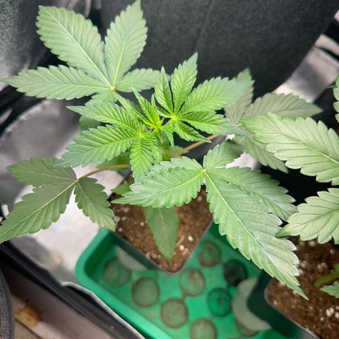 Special Queen 1  #3 growlog timeline photo
