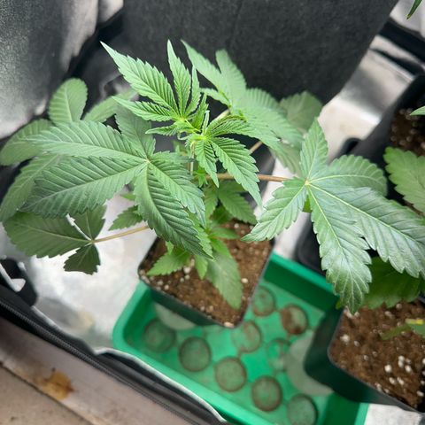 Special Queen 1  #3 growlog timeline photo