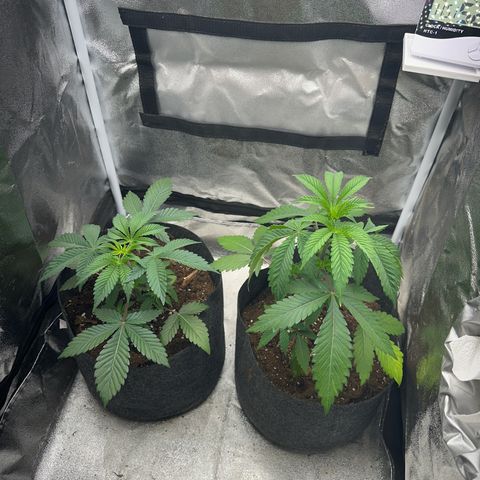 Special Queen 1  #3 growlog timeline photo