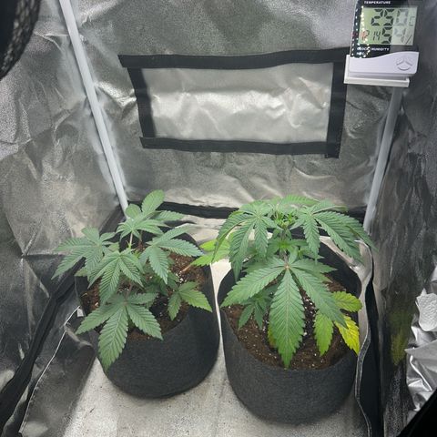 Special Queen 1  #3 growlog timeline photo