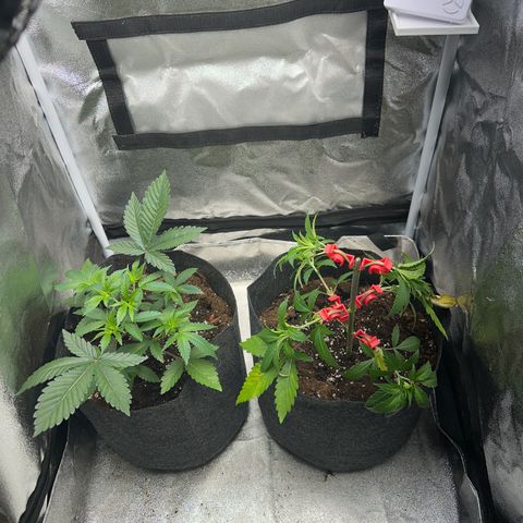 Special Queen 1  #3 growlog timeline photo