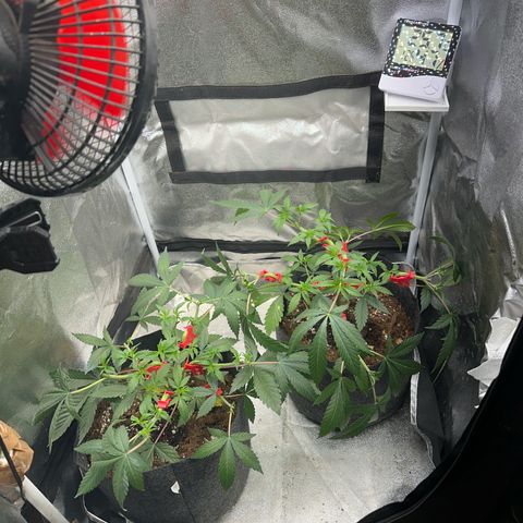 Special Queen 1  #3 growlog timeline photo