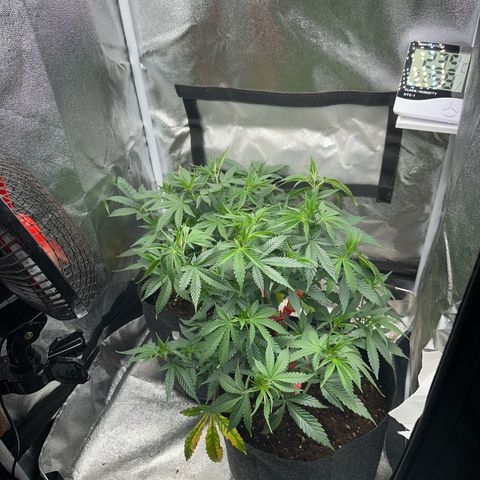 Special Queen 1  #3 growlog timeline photo