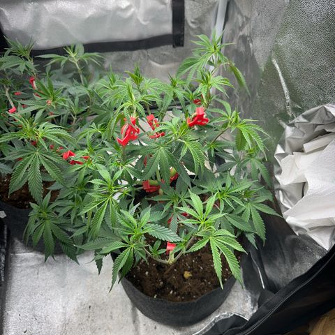 Special Queen 1  #3 growlog timeline photo