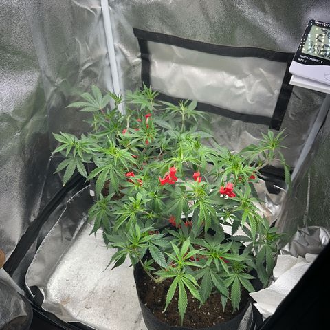 Special Queen 1  #3 growlog timeline photo