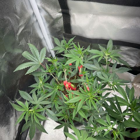 Special Queen 1  #3 growlog timeline photo