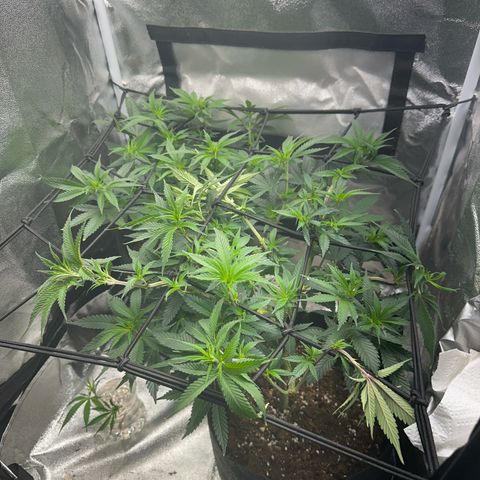 Special Queen 1  #3 growlog timeline photo