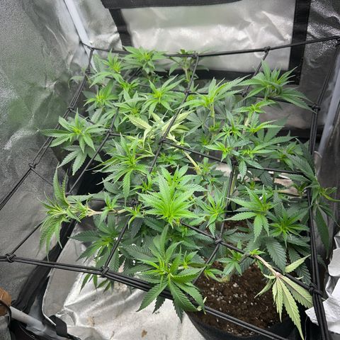 Special Queen 1  #3 growlog timeline photo