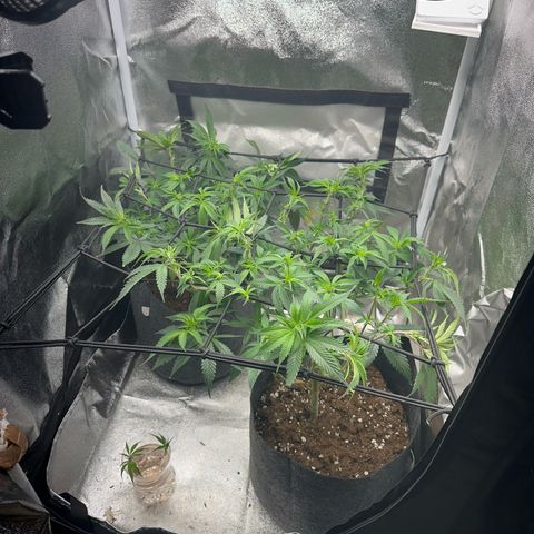 Special Queen 1  #3 growlog timeline photo