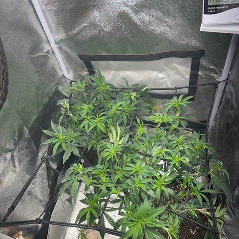 Special Queen 1  #3 growlog timeline photo