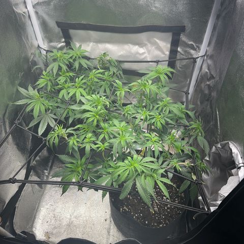 Special Queen 1  #3 growlog timeline photo