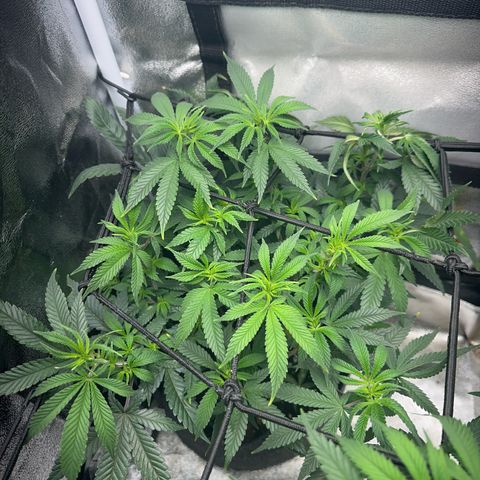 Special Queen 1  #3 growlog timeline photo