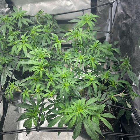 Special Queen 1  #3 growlog timeline photo