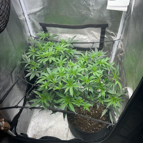 Special Queen 1  #3 growlog timeline photo