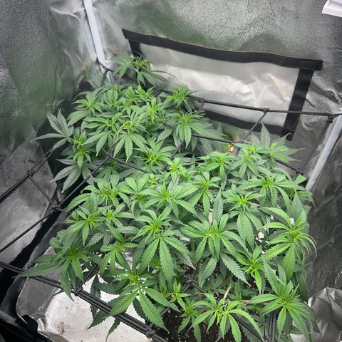 Special Queen 1  #3 growlog timeline photo