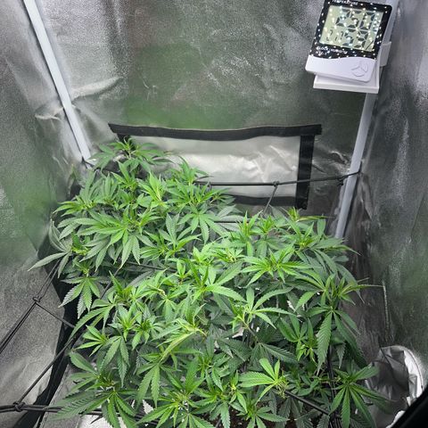 Special Queen 1  #3 growlog timeline photo