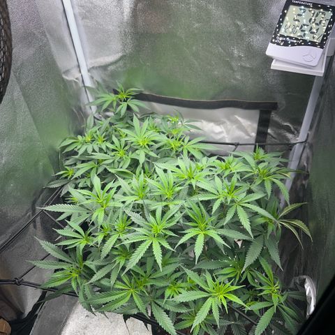 Special Queen 1  #3 growlog timeline photo