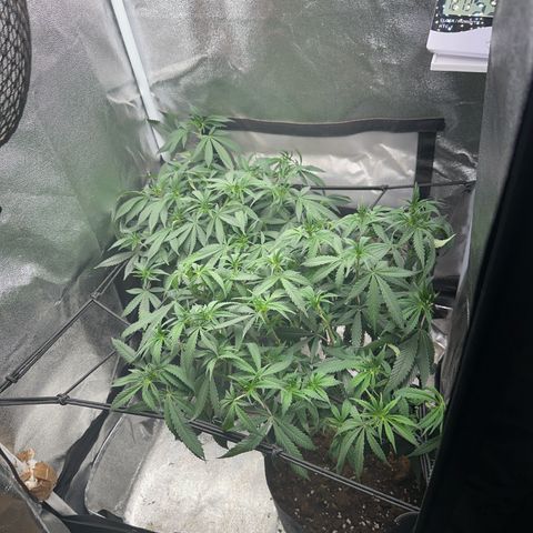 Special Queen 1  #3 growlog timeline photo