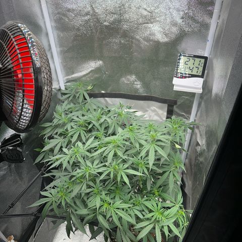 Special Queen 1  #3 growlog timeline photo
