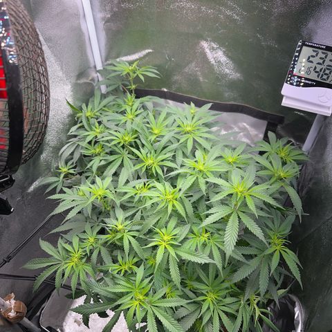 Special Queen 1  #3 growlog timeline photo