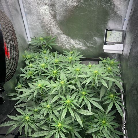 Special Queen 1  #3 growlog timeline photo