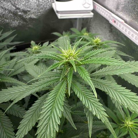 Special Queen 1  #3 growlog timeline photo