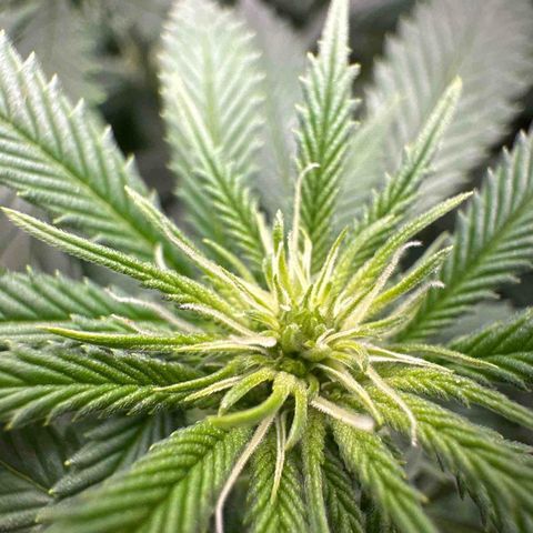 Special Queen 1  #3 growlog timeline photo