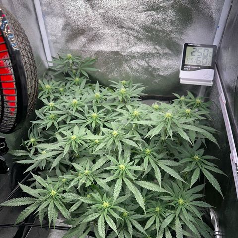 Special Queen 1  #3 growlog timeline photo