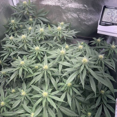 Special Queen 1  #3 growlog timeline photo
