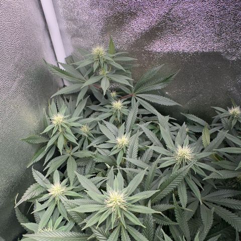 Special Queen 1  #3 growlog timeline photo
