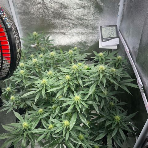 Special Queen 1  #3 growlog timeline photo