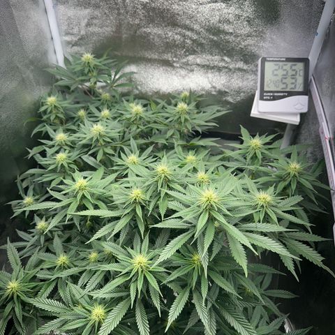 Special Queen 1  #3 growlog timeline photo