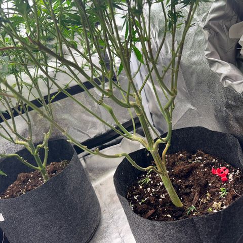 Special Queen 1  #3 growlog timeline photo
