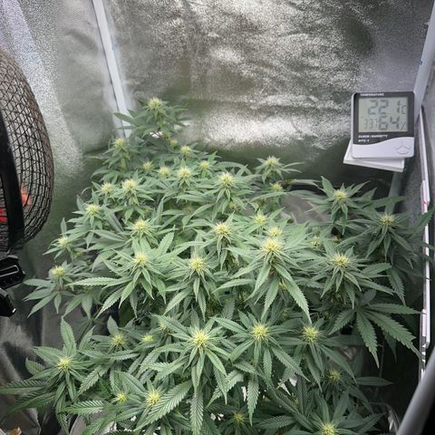 Special Queen 1  #3 growlog timeline photo
